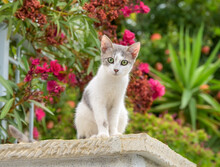 Cute Little Cat Kitten, Bicolor Blue-white, Posing Curiously On A Wall In A Garden With Oleander Flowers, Greece