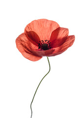 Wall Mural - One red poppy isolated on a white background