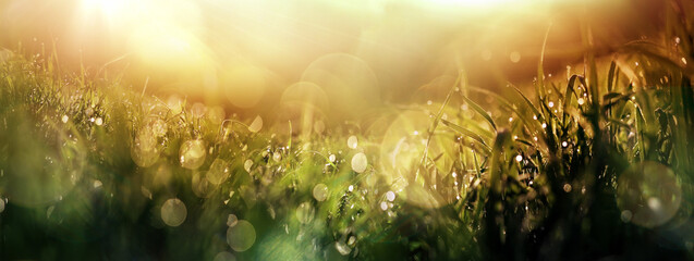 Summer or spring background banner with fresh gras and bokeh nature art abstract