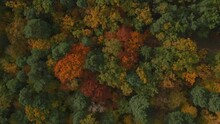 Aerial Shot Of Forest In Fall Season. The Autumn Colors. The Camera (drone) Moves Down, Close In