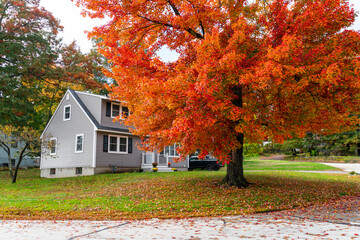 Wall Mural - colorful autumn trees and houses in residential area