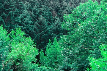 Poster - Top view of a fresh green lush forest in Pavliani Greece