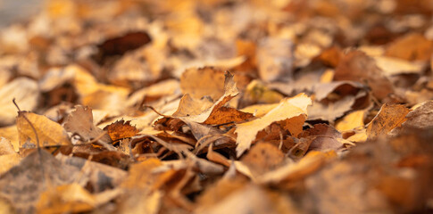 Poster - Yellow and orange leafs on the ground during leaf fall background, foliage in autumn during leaf fall, selective focus