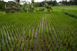 Reisfelder in Bali bei Sonnenuntergang