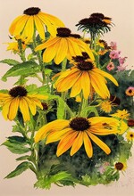 Watercolor Of Black-eyed Susan Flower, Yellow, Outside, Garden
