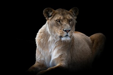 Sticker - Close-up shot of African lioness in the dark background