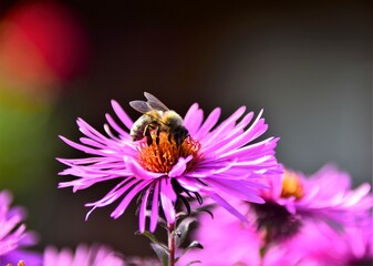 Poster - bee on flower