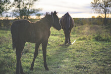 Horses On Meadows At Sunset. Foal, Colt With His Mother.