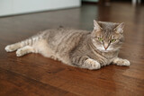 Fototapeta Koty - Beautiful cat lying on floor. Concept of pets.