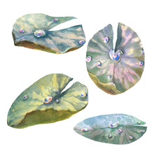 Water Lily Watercolor Hand Drawn Botanical Illustration. Water Pond Plant Leaves With Dew Drops.