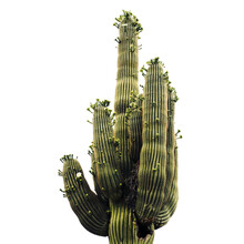 Cactus Isolated On Transparent Background