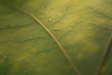 Wall Mural - green maple leaf with details. autumn leaves in close-up. natural background.