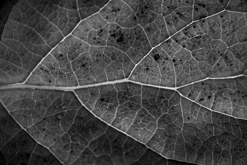 Wall Mural - gray leaf with details. autumn leaves in close-up. natural background.
