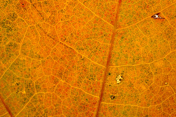 Wall Mural - orange maple leaf with details. autumn leaves in close-up. natural background.