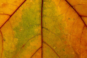 Wall Mural - orange maple leaf with details. autumn leaves in close-up. natural background.