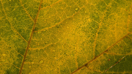 Wall Mural - green maple leaf with details. autumn leaves in close-up. natural background.