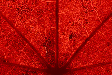 Wall Mural - red maple leaf with details. autumn leaves in close-up. natural background.