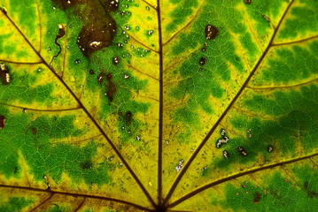 Wall Mural - green maple leaf with details. autumn leaves in close-up. natural background.