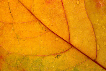 Wall Mural - orange maple leaf with details. autumn leaves in close-up. natural background.
