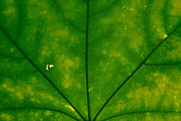 Wall Mural - green maple leaf with details. autumn leaves in close-up. natural background.