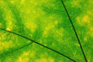 Wall Mural - green maple leaf with details. autumn leaves in close-up. natural background.