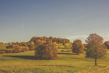 Wall Mural - Trees on the meadow in autumn season.Sunny day.