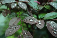 Closeup Of Beautiful Water Drops On The Surface Of The Dark Leaf Shrubs After Rain