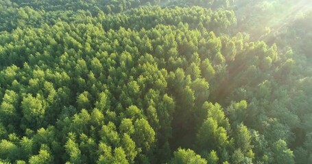 Aufkleber - 4K top view  above aerial green summer foggy forest , morning dawn