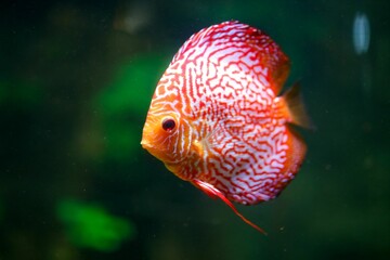 Wall Mural - Closeup shot of a Red Discus fish under water with green background