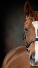Close Up Portrait Of A Stunning Horse Eye Wearing Bridle On A Textured Painterly Backdrop