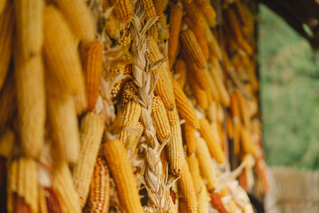 Wall Mural - Dry corn hanging on wooden wall. Dried corn cobs. Corn harvest season