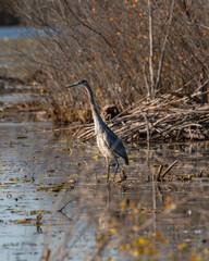 great blue heron