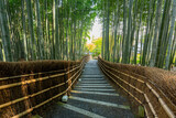 Fototapeta Sypialnia - Sunny view of the bamboo forest at Adashino Nenbutsu Ji