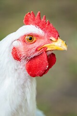 Sticker - Head of the white chicken, close-up, vertical