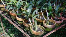 Line Of Dendrobium Orchids Grown Using Charcoal And In Brown Clay Pots