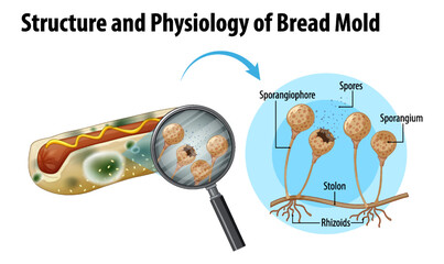 Poster - structure and physiology of bread mold