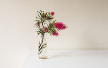 Close Up Of Australian Native Pink Bottlebrush Callistemon Flowers In Glass Bottle On White Table Against Beige Wall (selective Focus)
