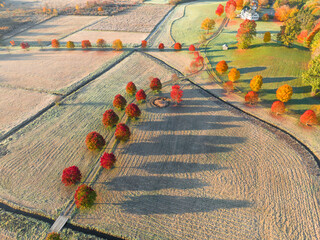 Wall Mural - aerial of autumn red tree in a row in farm field