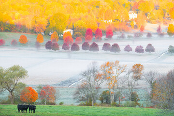 Wall Mural - autumn farm field with morning fog under sunlight