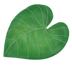 green tropical leaf isolated on white