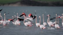 Flamingos Raining Flamingo In The Rain Free Stock Photo - Public Domain Pictures