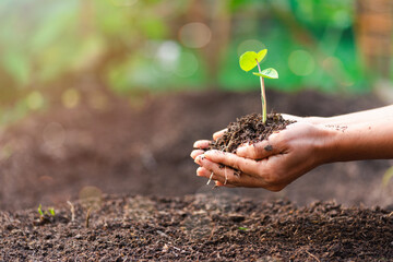 woman's hand with a tree she is planting, environmental conservation concept protect and preserve re