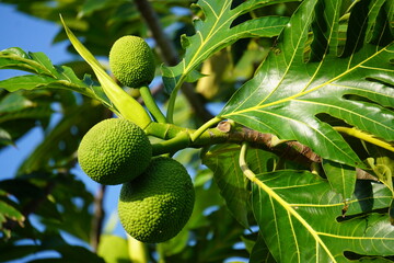 closeup of bright green jack fruits on the tree on the tropical island of la réunion, france