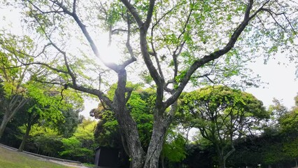 Poster - 緑の庭園