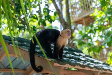 Poster - Capuchin Monkey standing on green wooden roof in its enclosure at the zoo