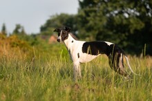 Closeup Of Whippet Breed Dog Resting Outdoors