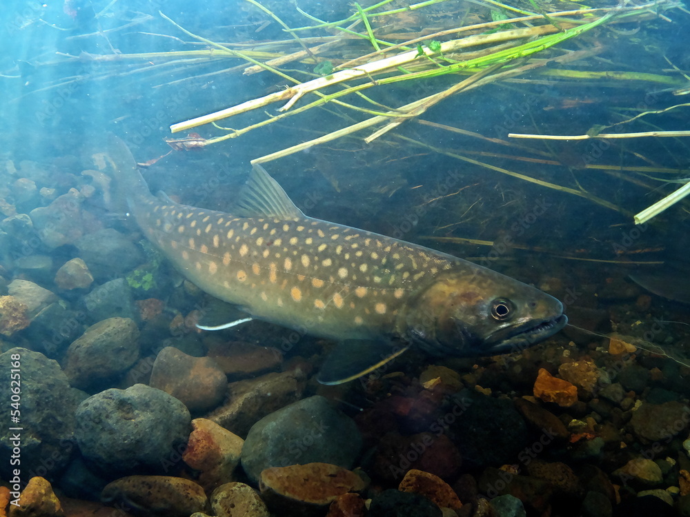 Native Spawn Underwater photography of the spawning of Amemasu, a native species of ...