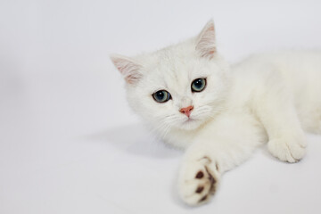 Wall Mural - A beautiful white kitten British Silver chinchilla on a white background