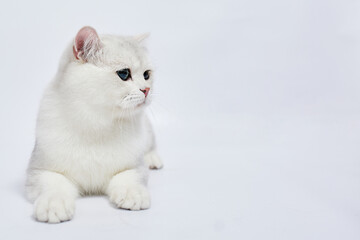 Wall Mural - A beautiful white cat British Silver chinchilla on a white background