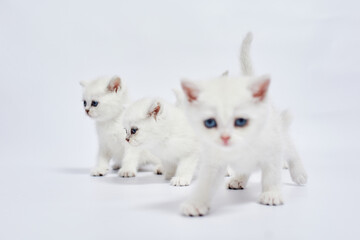 Wall Mural - A beautiful white kitten British Silver chinchilla on a white background